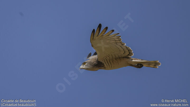 Beaudouin's Snake Eagle