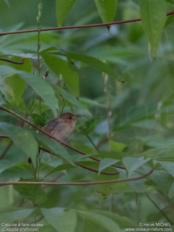 Red-faced Cisticola