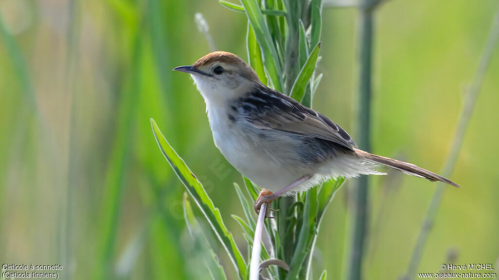 Levaillant's Cisticola