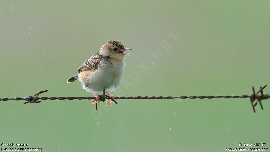 Cisticole châtain - Cisticole châtaine<br />
