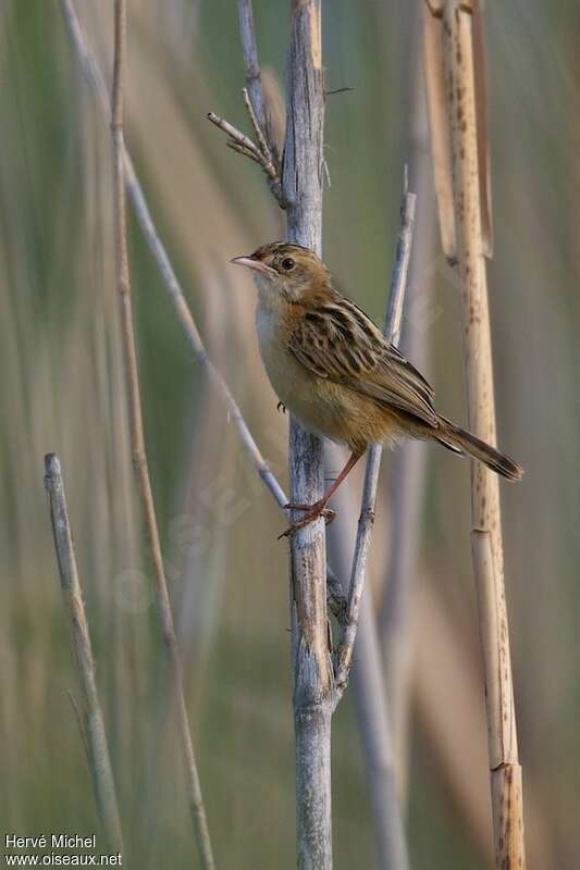 Zitting Cisticola female adult, identification