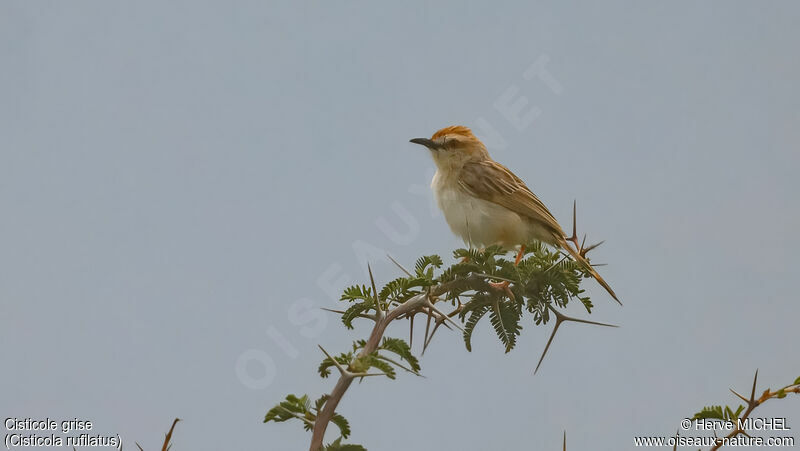 Tinkling Cisticola male adult breeding