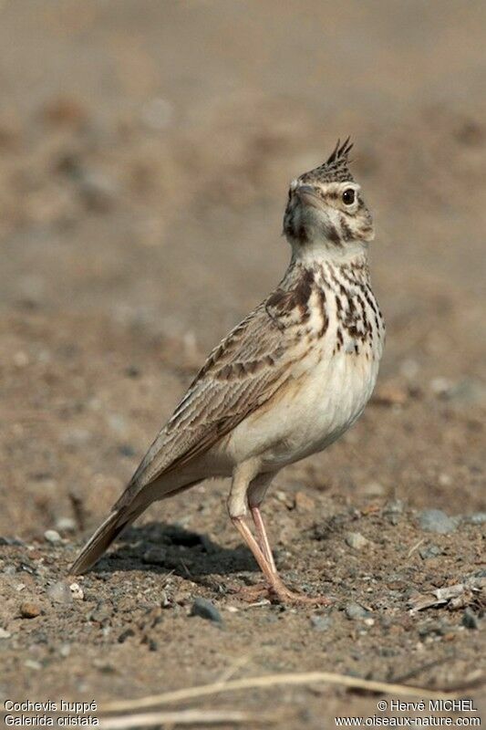 Cochevis huppéadulte, identification