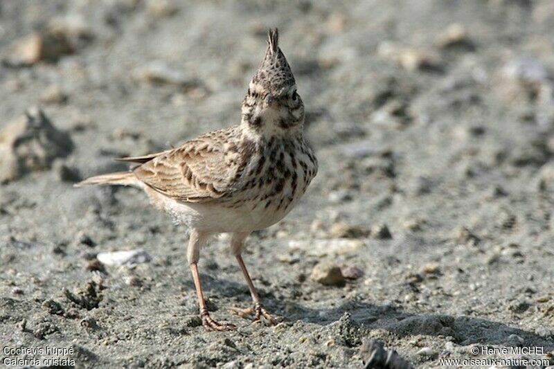 Crested Larkadult, identification