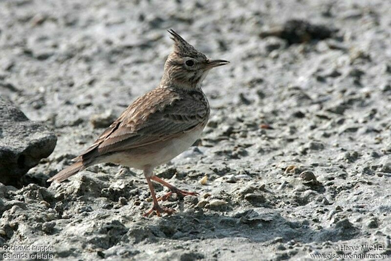 Crested Larkadult, identification