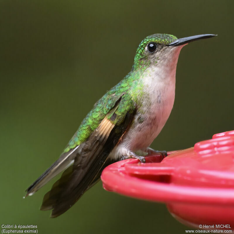 Stripe-tailed Hummingbird female