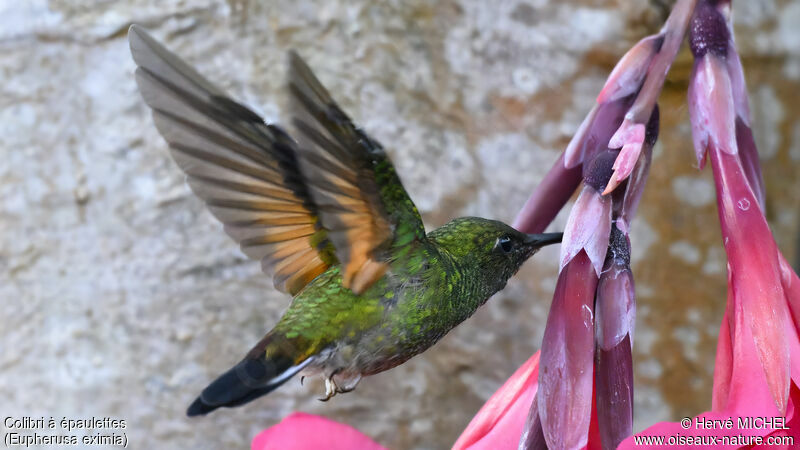 Colibri à épaulettes mâle subadulte