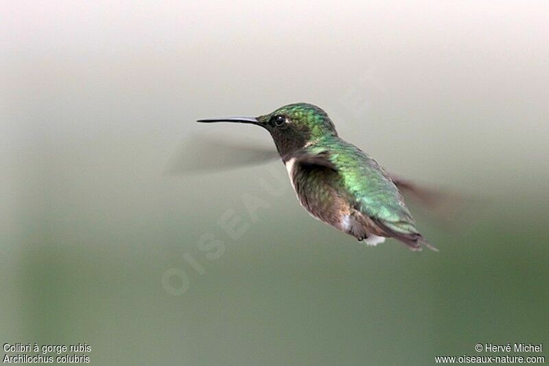 Colibri à gorge rubis mâle adulte nuptial