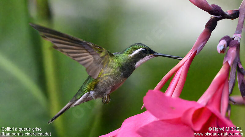 Colibri à queue grise mâle