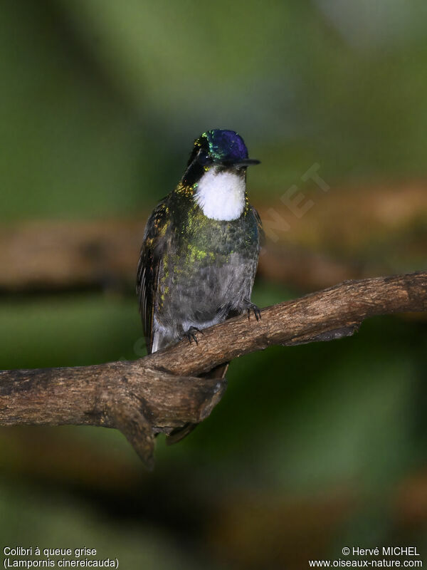 Colibri à queue grise