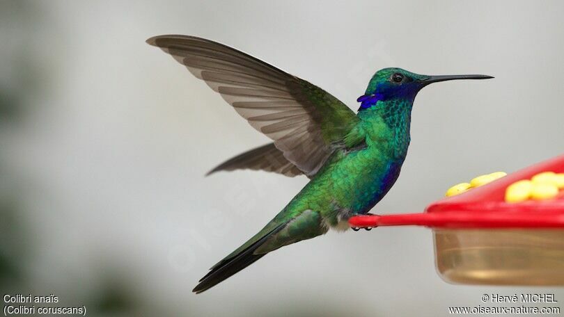 Colibri d'Anaïs