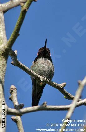 Anna's Hummingbird male adult breeding