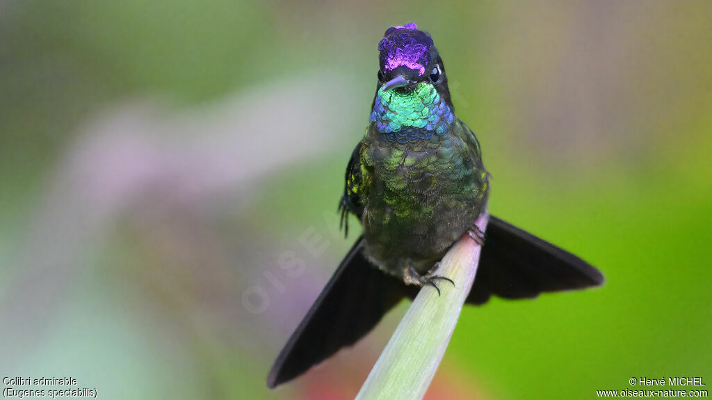 Colibri de la Talamanca