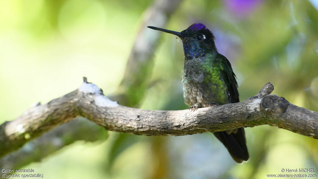 Colibri de la Talamanca