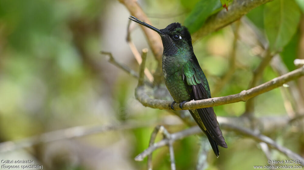Colibri de la Talamanca