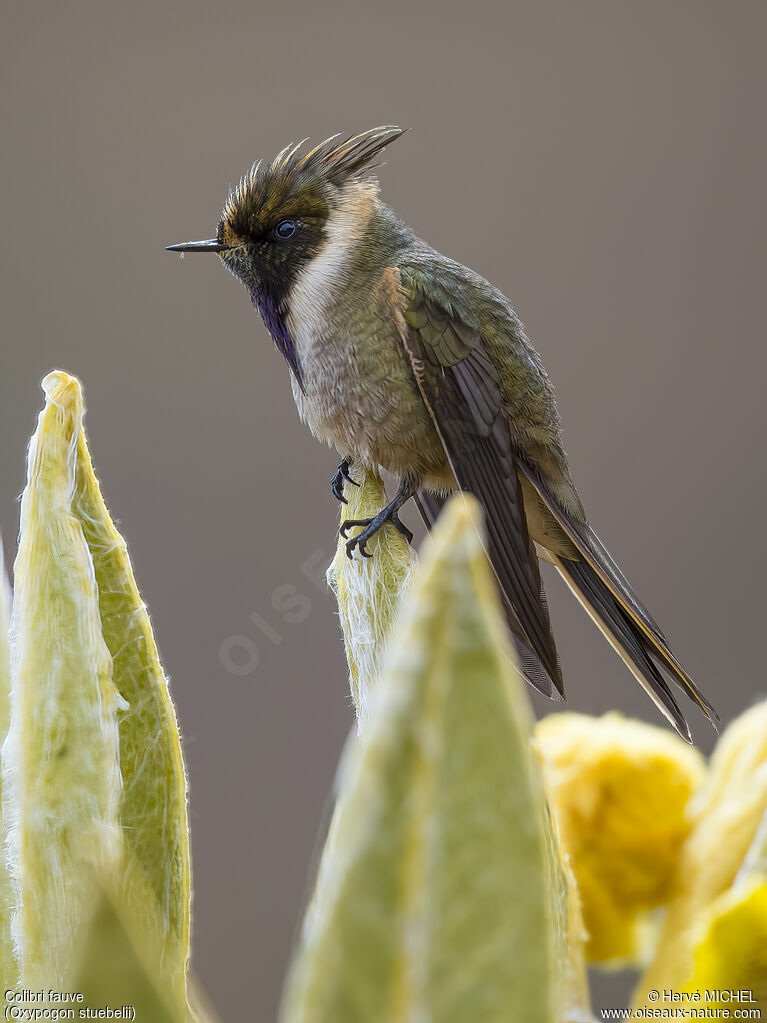 Colibri de Stübel