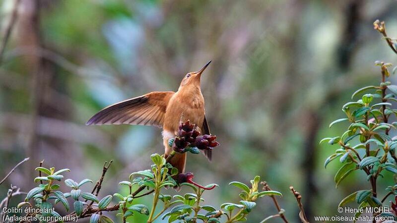 Colibri étincelant