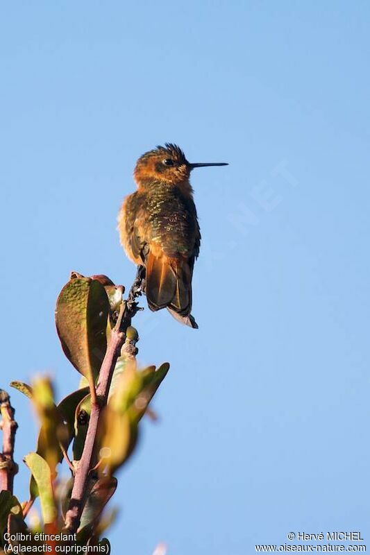 Colibri étincelant