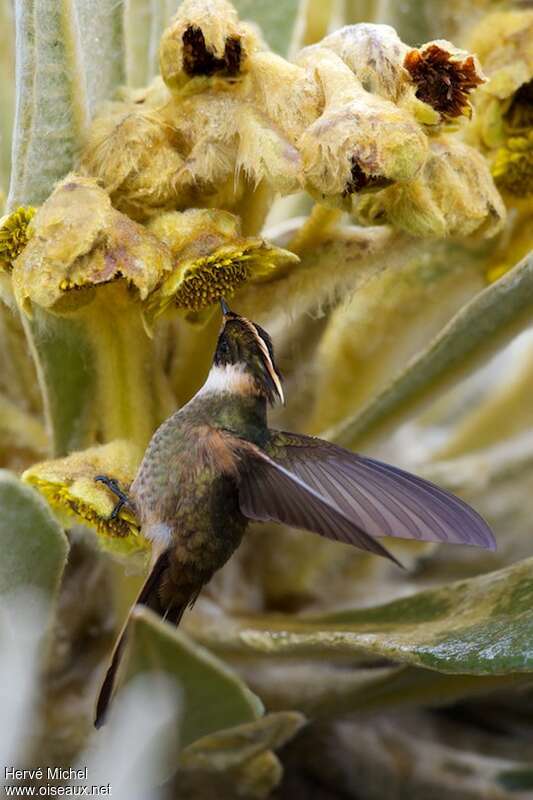 Buffy Helmetcrest male adult, eats