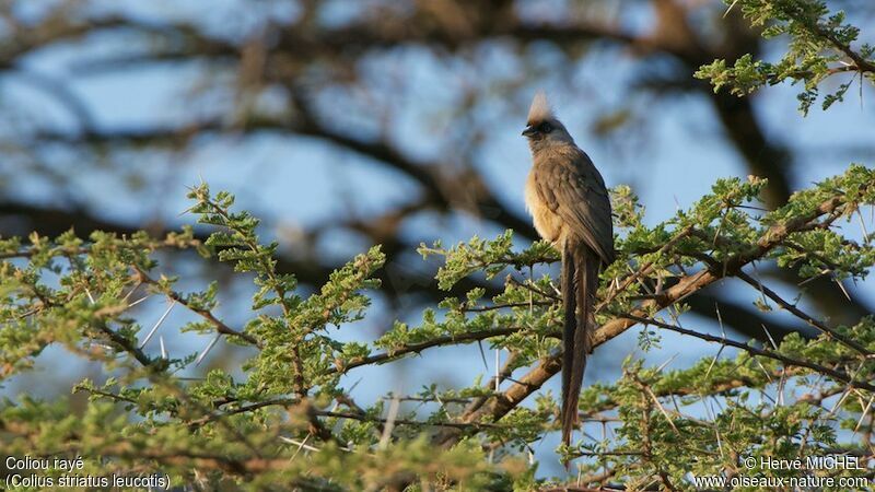 Speckled Mousebird