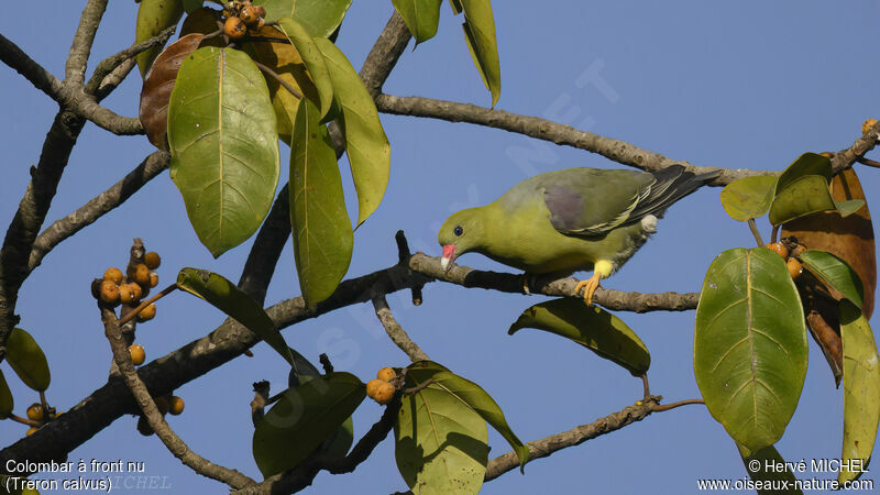 African Green Pigeon