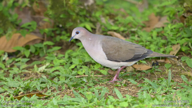 White-tipped Dove