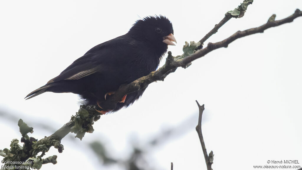 Combassou noir mâle adulte