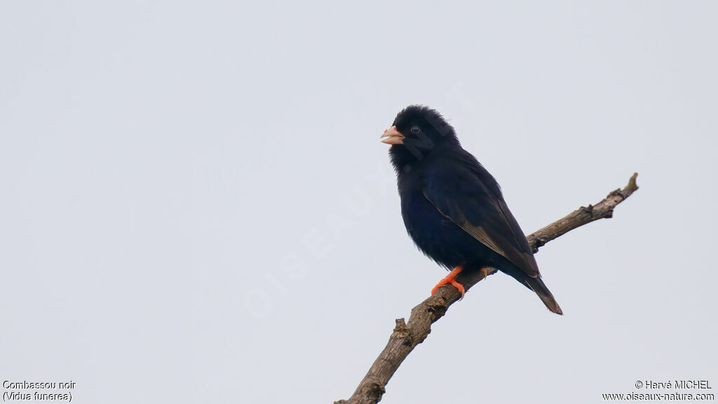 Dusky Indigobird