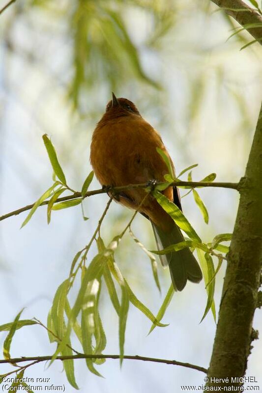 Rufous-browed Conebill