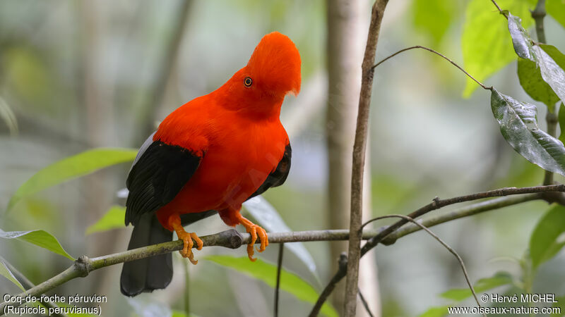 Andean Cock-of-the-rock