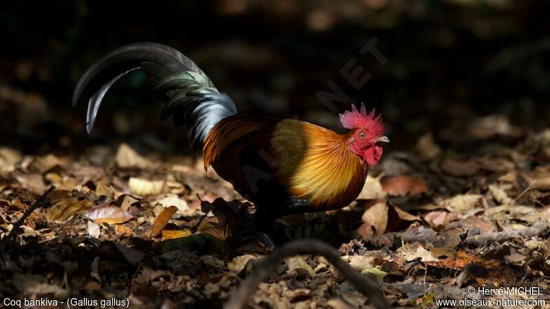 Red Junglefowl male adult