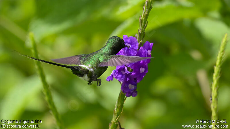 Green Thorntail male