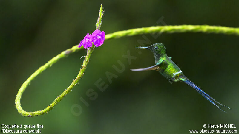 Green Thorntail