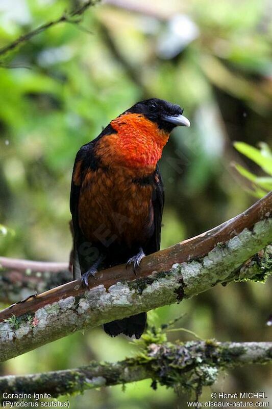 Red-ruffed Fruitcrow