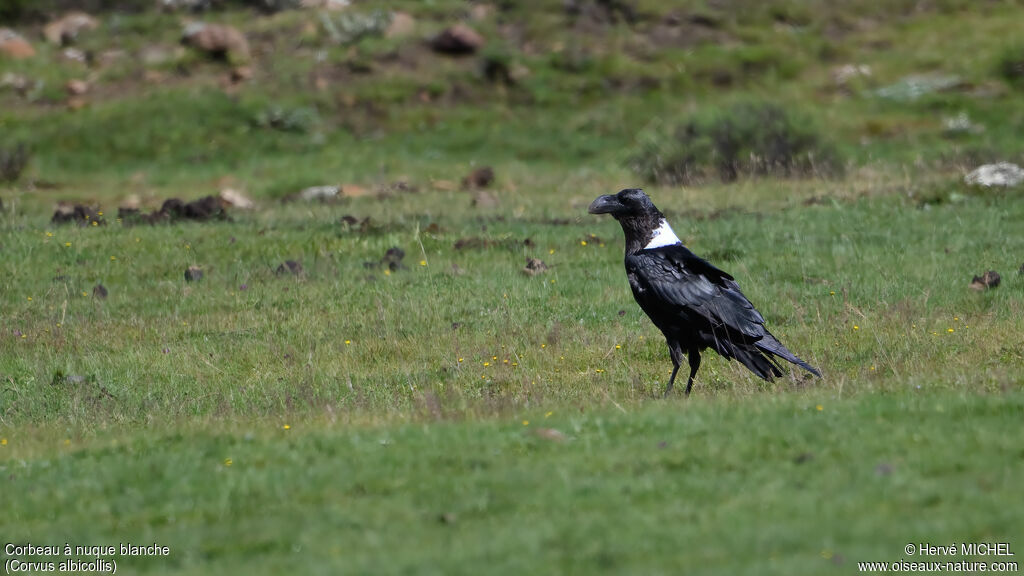 White-necked Raven
