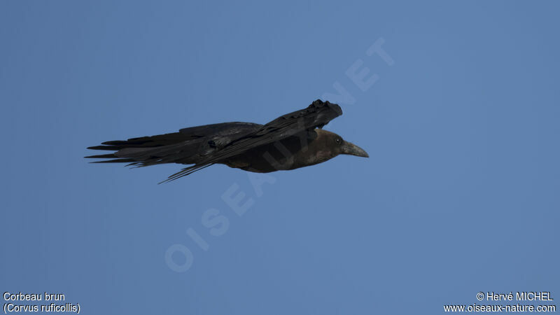 Brown-necked Raven