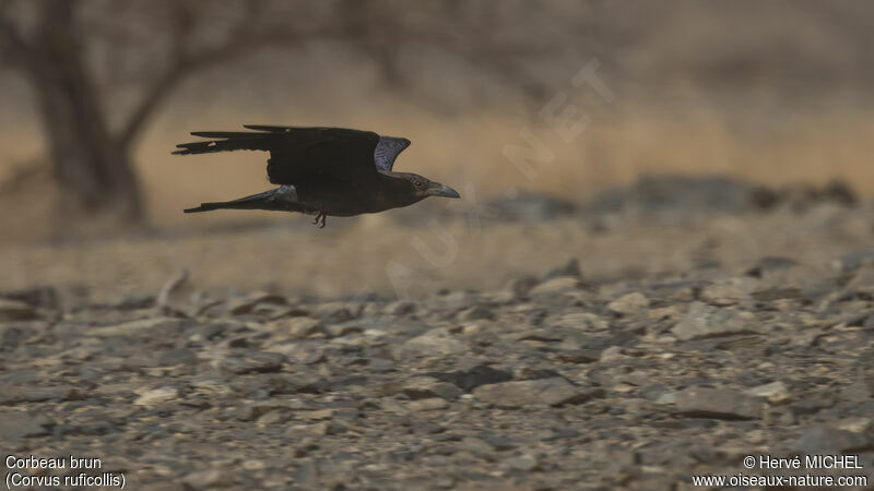 Corbeau brun