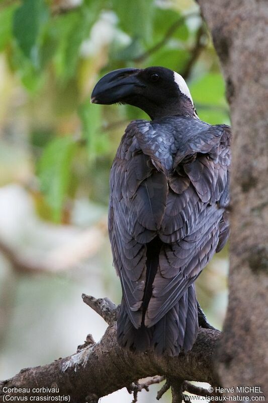 Thick-billed Raven