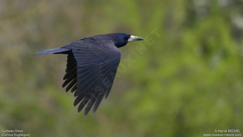 Corbeau freux