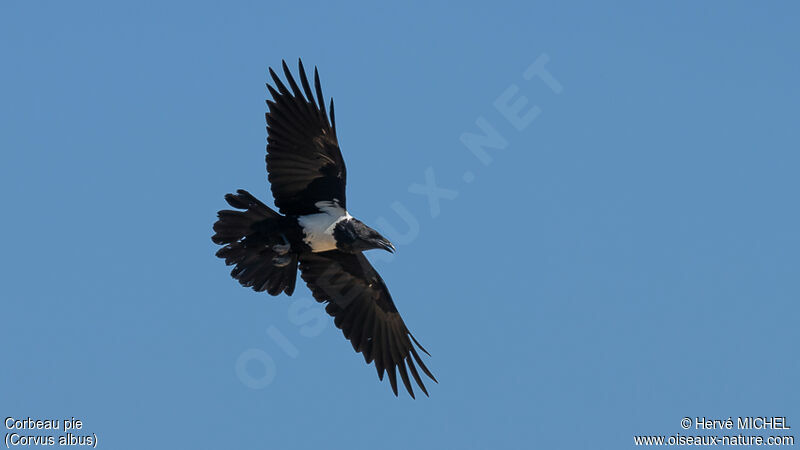 Pied Crow