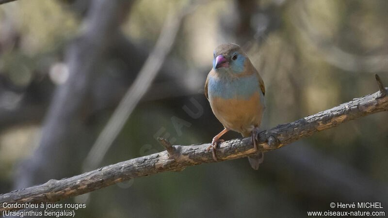 Red-cheeked Cordon-bleu female