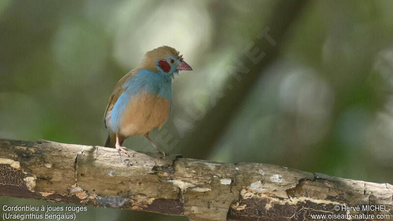 Cordonbleu à joues rouges