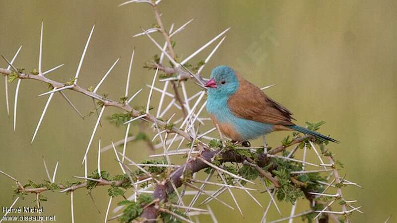 Blue-capped Cordon-bleu male adult breeding, identification