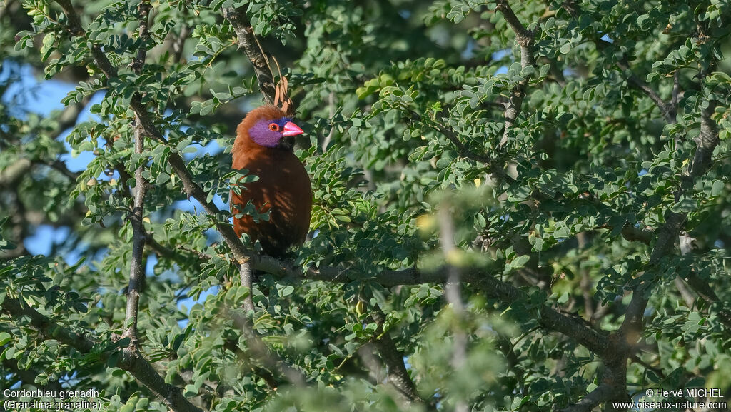 Violet-eared Waxbill