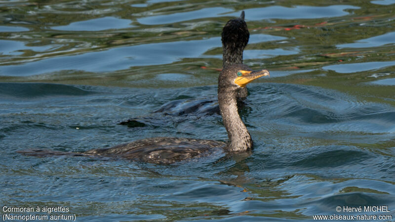 Cormoran à aigrettes