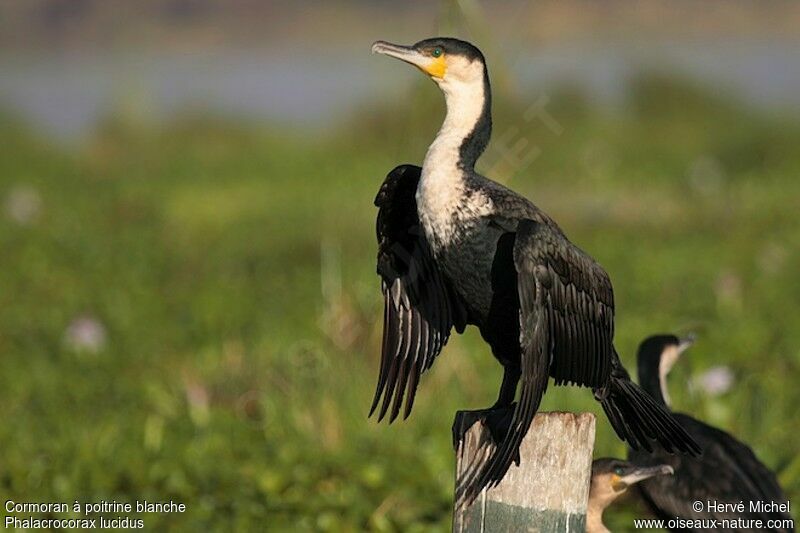 Cormoran à poitrine blancheadulte nuptial