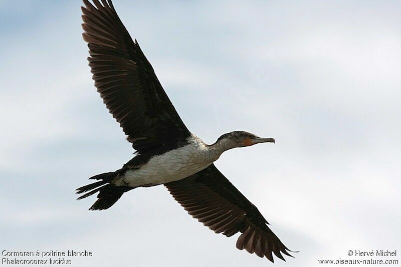 Cormoran à poitrine blancheimmature