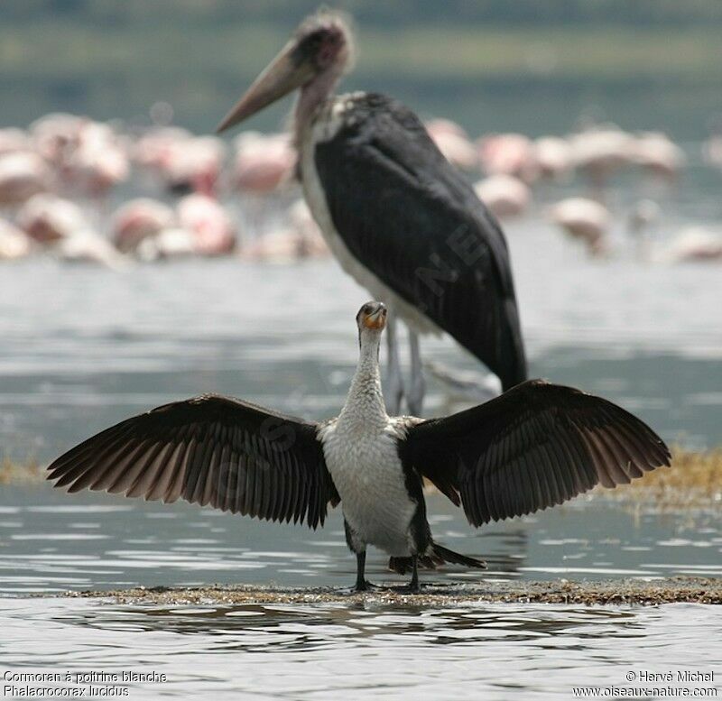 White-breasted Cormorantimmature