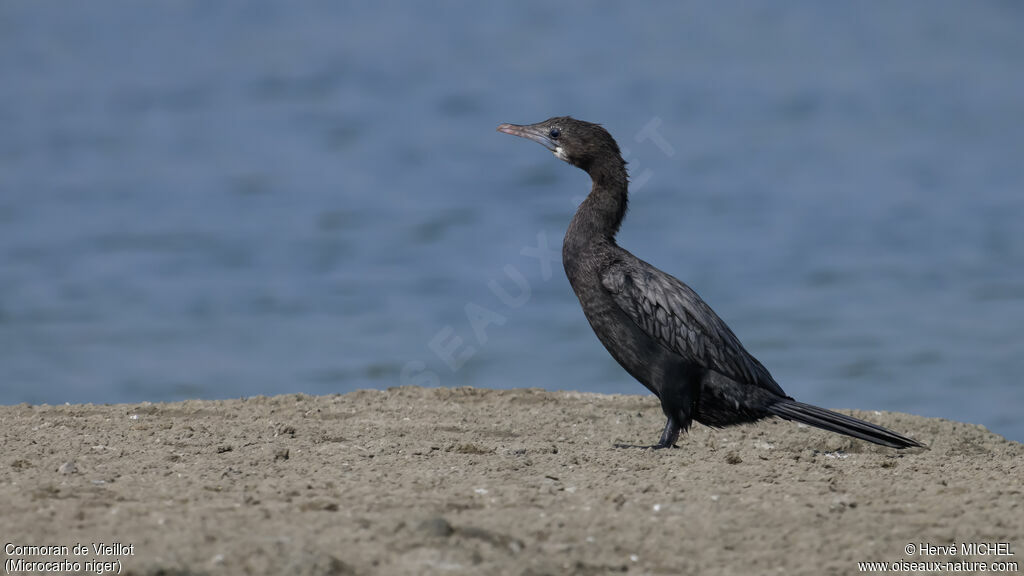 Cormoran de Vieillot