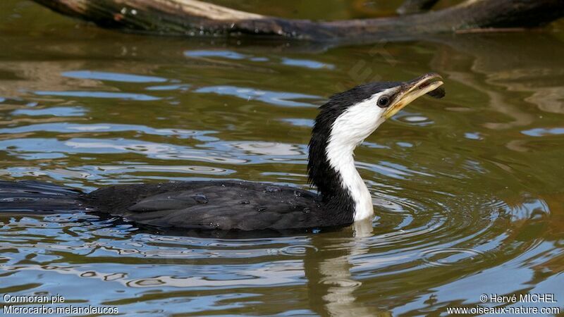 Little Pied Cormorantadult